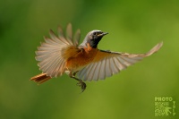Rehek zahradni - Phoenicurus phoenicurus - Common Redstart s7692